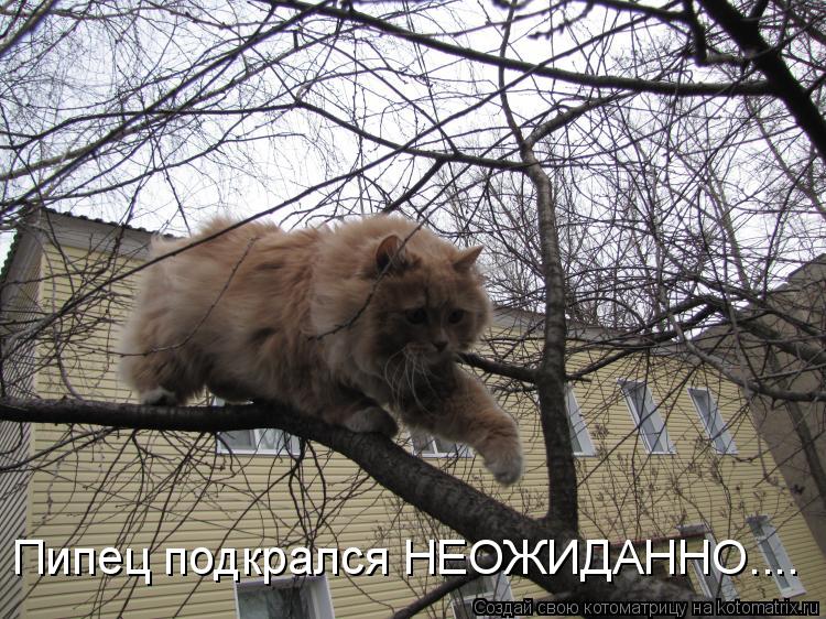 Котоматрица: Пипец подкрался НЕОЖИДАННО....