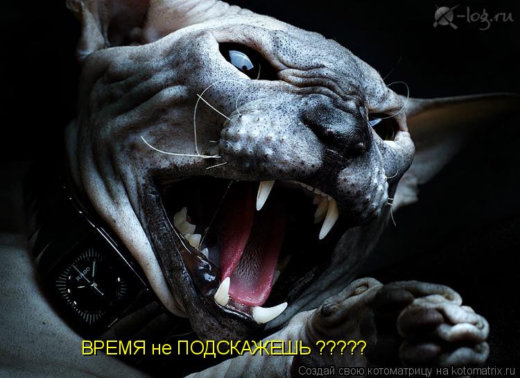 Котоматрица: ВРЕМЯ не ПОДСКАЖЕШЬ ?????