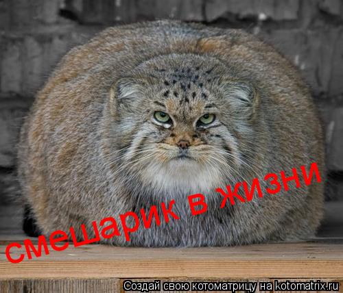 Котоматрица: смешарик в жизни