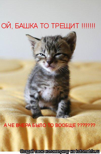 ОЙ, БАШКА ТО ТРЕЩИТ !!!!!!! А ЧЕ ВЧЕРА БЫЛО ТО ВООБЩЕ ???????... Котоматрица: ОЙ, БАШКА ТО ТРЕЩИТ !!!!!!! А ЧЕ ВЧЕРА БЫЛО ТО ВООБЩЕ ???????
