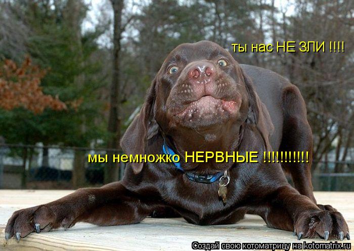 ты нас НЕ ЗЛИ !!!! мы немножко НЕРВНЫЕ !!!!!!!!!!!... Котоматрица: ты нас НЕ ЗЛИ !!!! мы немножко НЕРВНЫЕ !!!!!!!!!!!