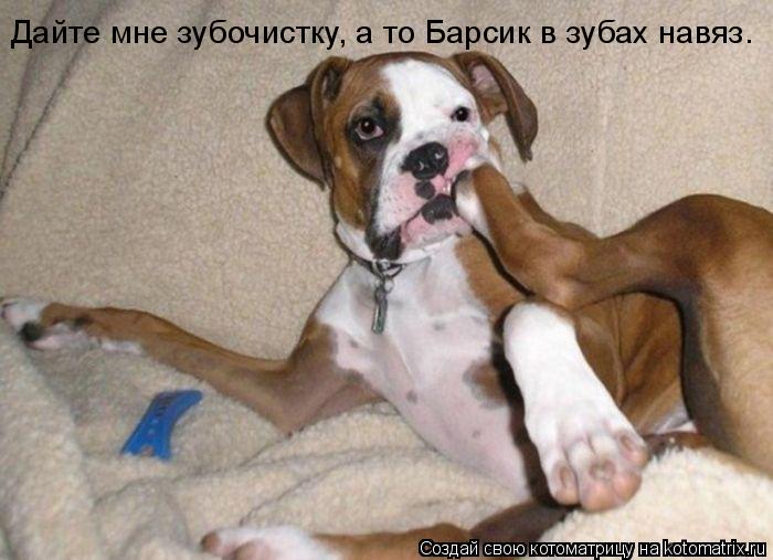 Дайте мне зубочистку, а то Барсик в зубах навяз.... Котоматрица: Дайте мне зубочистку, а то Барсик в зубах навяз.