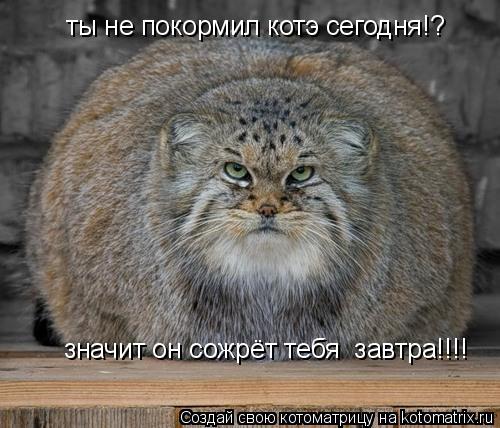 ты не покормил котэ сегодня!? значит он сожрёт тебя завтра!!!!... Котоматрица: ты не покормил котэ сегодня!? значит он сожрёт тебя завтра!!!!