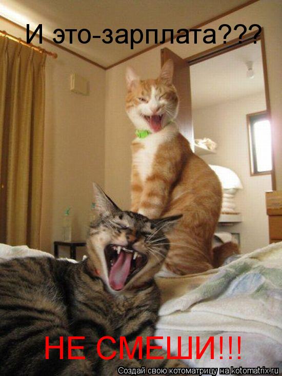 И это-зарплата??? НЕ СМЕШИ!!!... Котоматрица: И это-зарплата??? НЕ СМЕШИ!!!