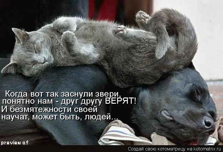 Когда вот так заснули звери, понятно нам - друг другу ВЕРЯТ! И безмятежности своей научат, может быть... Котоматрица: Когда вот так заснули звери, понятно нам - друг другу ВЕРЯТ! И безмятежности своей научат, может быть, людей...