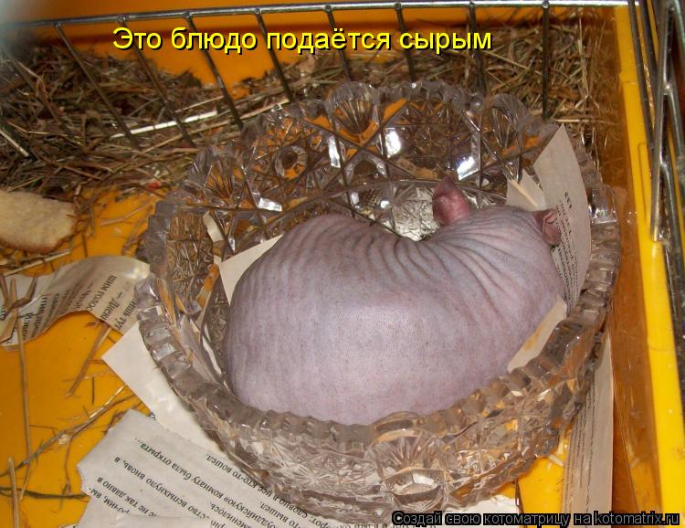 Это блюдо подаётся сырым... Котоматрица: Это блюдо подаётся сырым