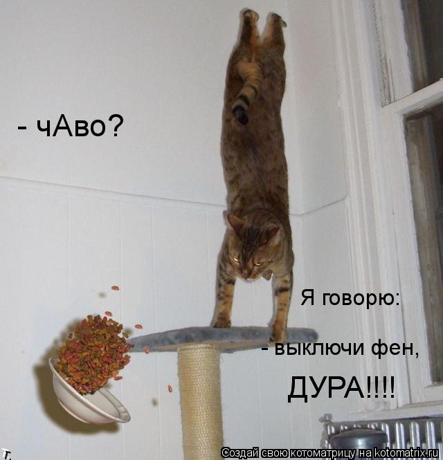 - чАво? Я говорю: - выключи фен, ДУРА!!!! ДУРА!!!!... Котоматрица: - чАво? Я говорю: - выключи фен, ДУРА!!!! ДУРА!!!!