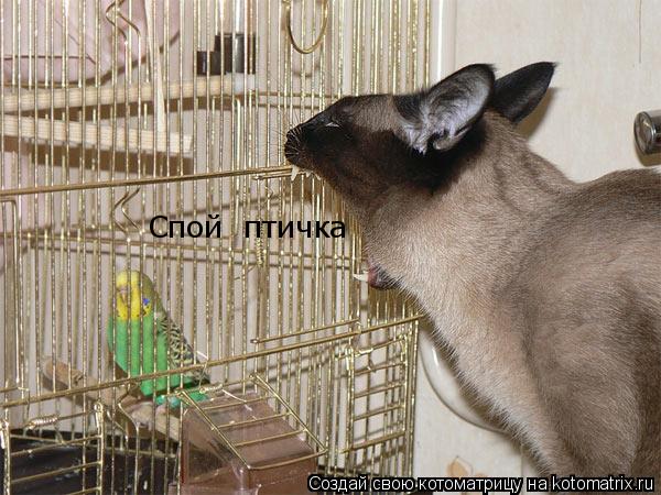 Спой птичка... Котоматрица: Спой птичка