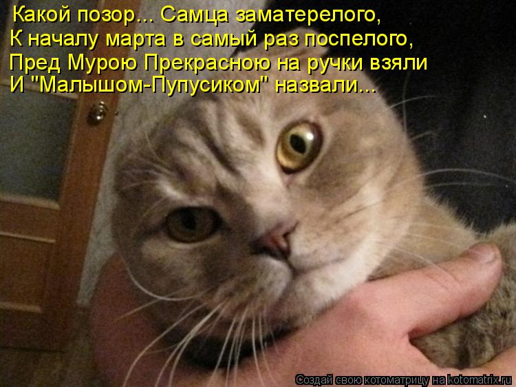 Какой позор... Самца заматерелого, К началу марта в самый раз поспелого, Пред Мурою Прекрасною на руч... Котоматрица: Какой позор... Самца заматерелого, К началу марта в самый раз поспелого, Пред Мурою Прекрасною на ручки взяли И "Малышом-Пупусиком" назвали...