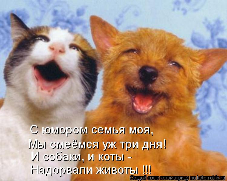 С юмором семья моя, Мы смеёмся уж три дня! И собаки, и коты - Надорвали животы !!!... Котоматрица: С юмором семья моя, Мы смеёмся уж три дня! И собаки, и коты - Надорвали животы !!!