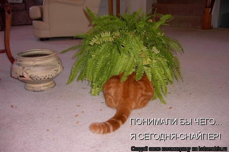 ПОНИМАЛИ БЫ ЧЕГО... Я СЕГОДНЯ-СНАЙПЕР!... Котоматрица: ПОНИМАЛИ БЫ ЧЕГО... Я СЕГОДНЯ-СНАЙПЕР!