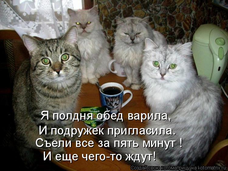Котоматрица: Я полдня обед варила, И подружек пригласила. Съели все за пять минут ! И еще чего-то ждут!