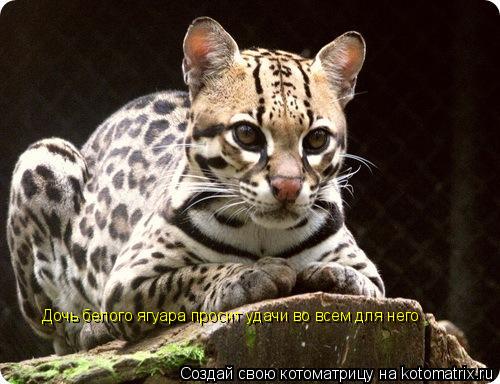 Дочь белого ягуара просит удачи во всем для него... Котоматрица: Дочь белого ягуара просит удачи во всем для него