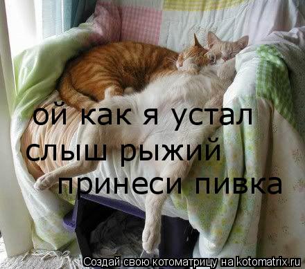 ой как я устал слыш рыжий принеси пивка принеси пивка... Котоматрица: ой как я устал слыш рыжий принеси пивка принеси пивка