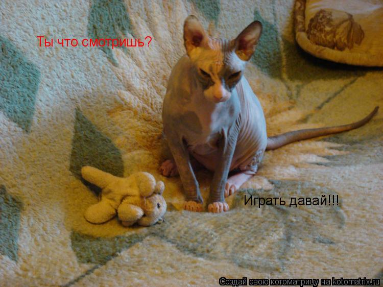 Ты что смотришь? Играть давай!!!... Котоматрица: Ты что смотришь? Играть давай!!!