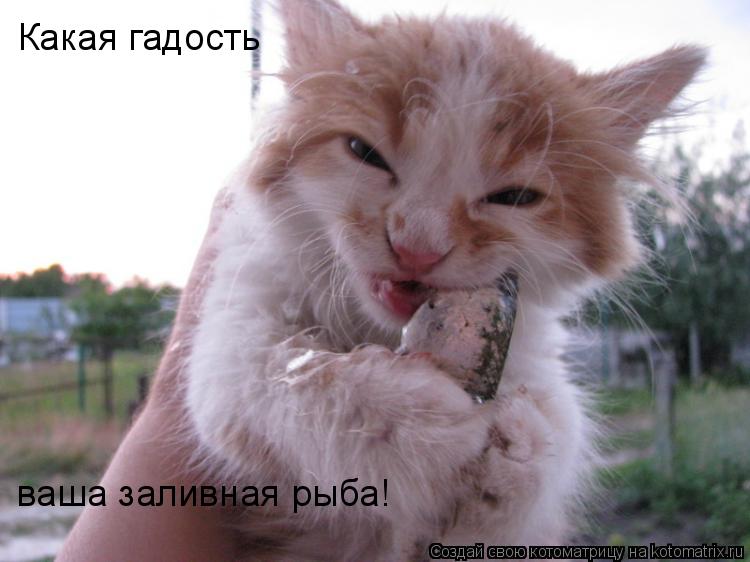 Какая гадость ваша заливная рыба!... Котоматрица: Какая гадость ваша заливная рыба!