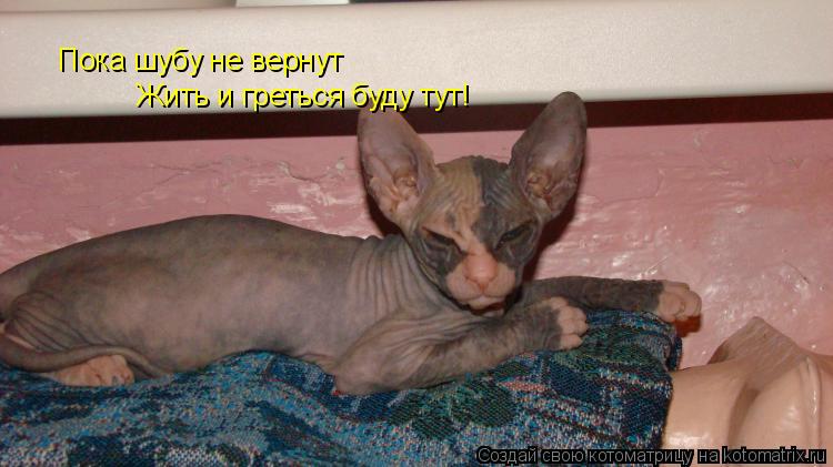 Пока шубу не вернут Жить и греться буду тут!... Котоматрица: Пока шубу не вернут Жить и греться буду тут!