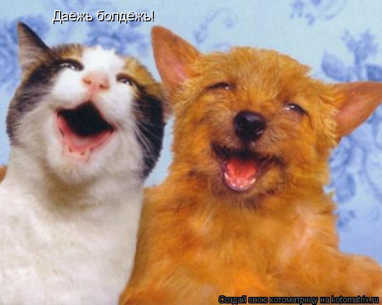 Даёжь болдёжь!... Котоматрица: Даёжь болдёжь!
