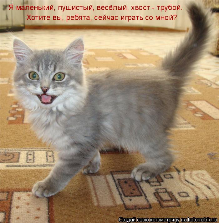 Я маленький, пушистый, весёлый, хвост - трубой. Хотите вы, ребята, сейчас играть со мной?... Котоматрица: Я маленький, пушистый, весёлый, хвост - трубой. Хотите вы, ребята, сейчас играть со мной?