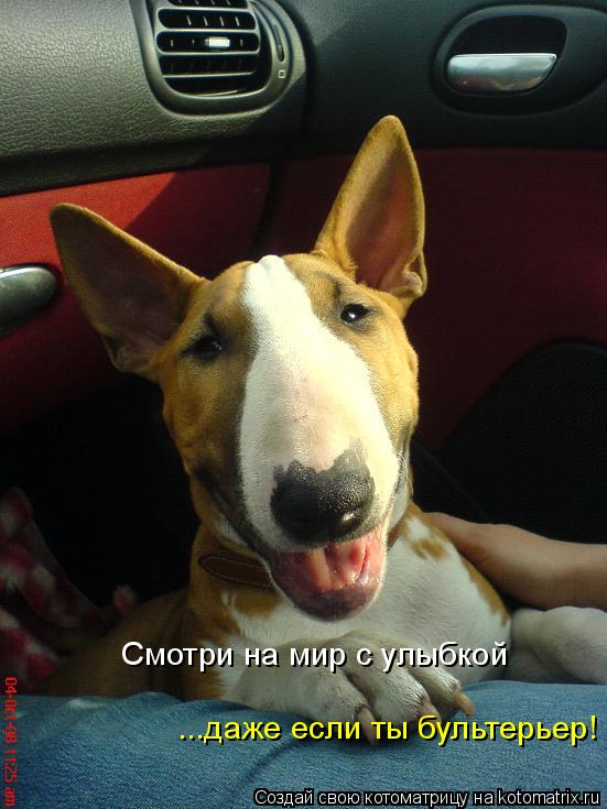 Смотри на мир с улыбкой ...даже если ты бультерьер!... Котоматрица: Смотри на мир с улыбкой ...даже если ты бультерьер!