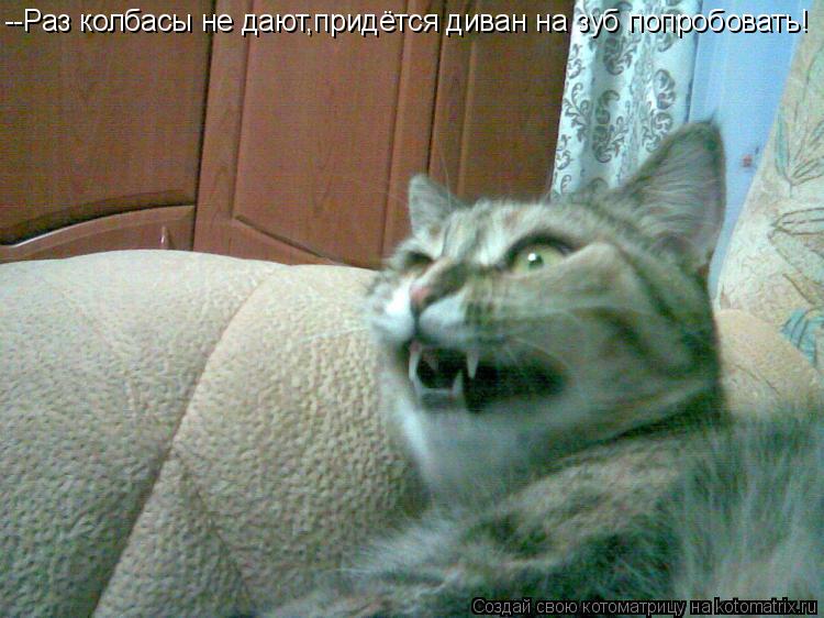--Раз колбасы не дают,придётся диван на зуб попробовать!... Котоматрица: --Раз колбасы не дают,придётся диван на зуб попробовать!