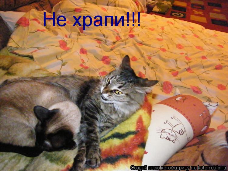 Не храпи!!!... Котоматрица: Не храпи!!!