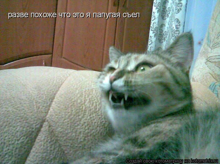 разве похоже что это я папугая съел... Котоматрица: разве похоже что это я папугая съел