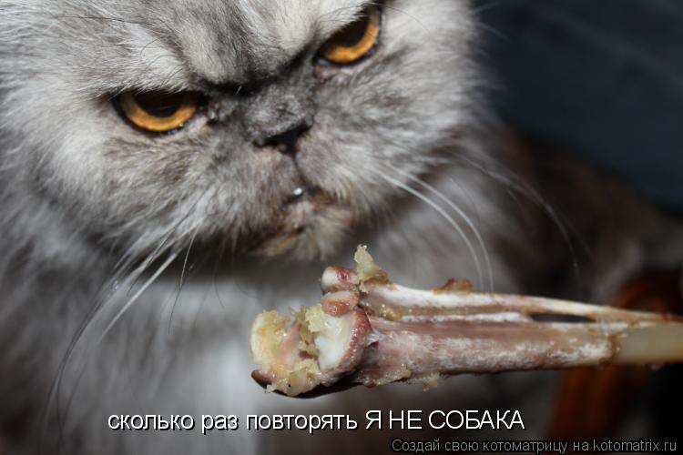 сколько раз повторять Я НЕ СОБАКА... Котоматрица: сколько раз повторять Я НЕ СОБАКА