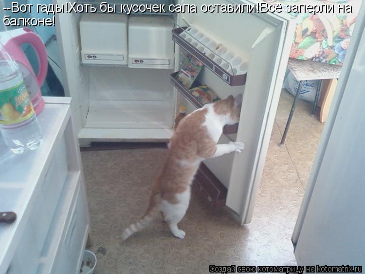 --Вот гады!Хоть бы кусочек сала оставили!Всё заперли на балконе!... Котоматрица: --Вот гады!Хоть бы кусочек сала оставили!Всё заперли на балконе!