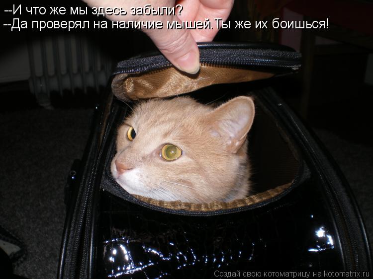 --И что же мы здесь забыли? --Да проверял на наличие мышей.Ты же их боишься!... Котоматрица: --И что же мы здесь забыли? --Да проверял на наличие мышей.Ты же их боишься!
