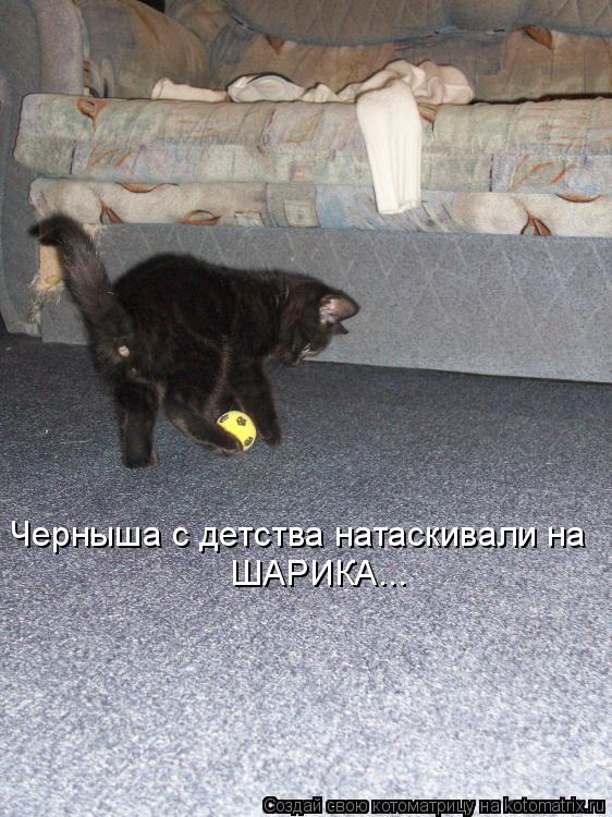Черныша с детства натаскивали на ШАРИКА...... Котоматрица: Черныша с детства натаскивали на ШАРИКА...