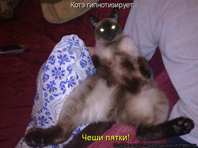 Чеши пятки! Котэ гипнотизирует:... Котоматрица: Чеши пятки! Котэ гипнотизирует: