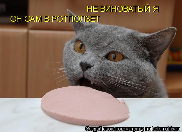НЕ ВИНОВАТЫЙ Я он сам в рот ползет ОН САМ В РОТПОЛЗЕТ... Котоматрица: НЕ ВИНОВАТЫЙ Я он сам в рот ползет ОН САМ В РОТПОЛЗЕТ