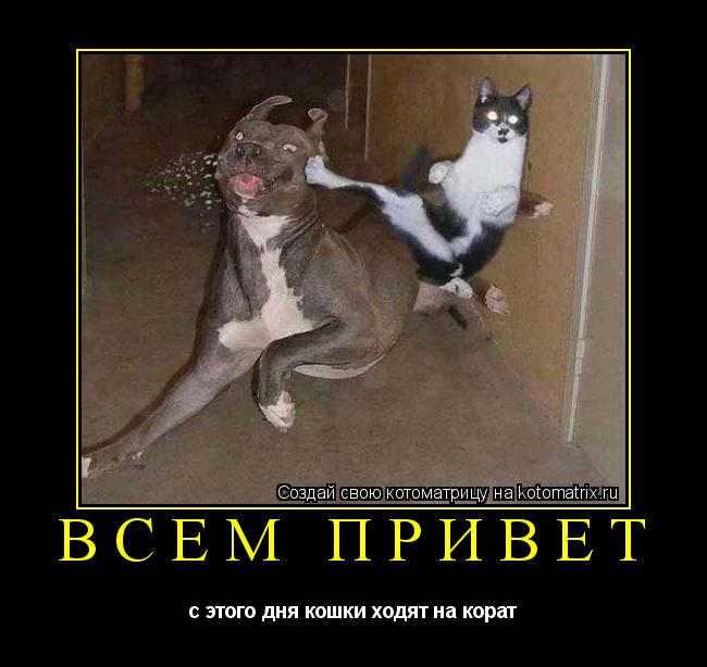 Котоматрица: всем привет с этого дня кошки ходят на корат