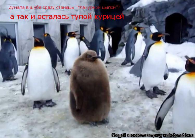 а так и осталась тупой курицей думала в шубе сразу станешь "гламурной цыпой"?... Котоматрица: а так и осталась тупой курицей думала в шубе сразу станешь "гламурной цыпой"?