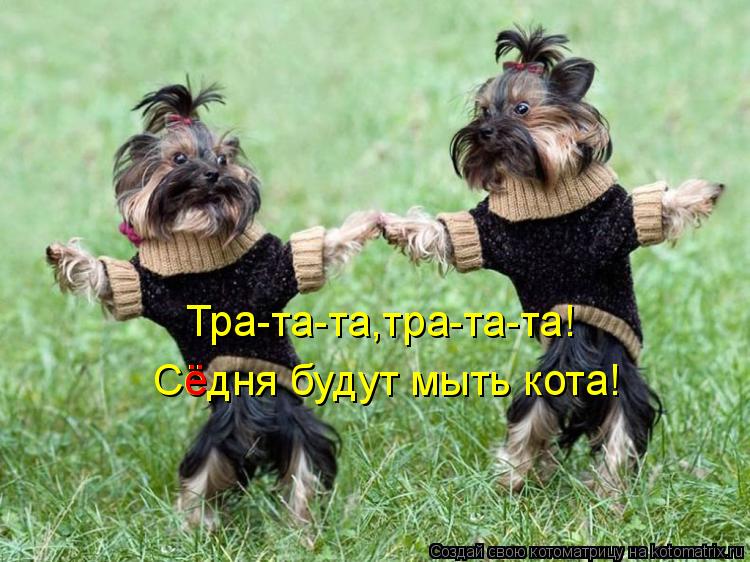 Тра-та-та,тра-та-та! Сёдня будут мыть кота! ё... Котоматрица: Тра-та-та,тра-та-та! Сёдня будут мыть кота! ё