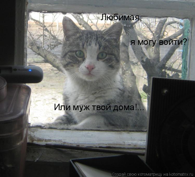 Любимая, я могу войти? Или муж твой дома!...... Котоматрица: Любимая, я могу войти? Или муж твой дома!...