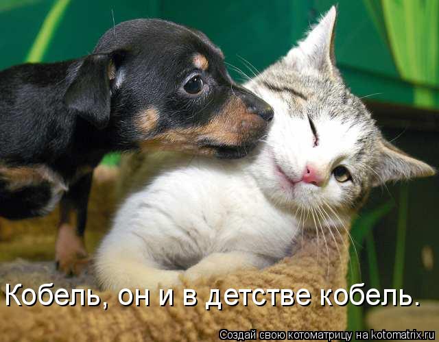 Кобель, он и в детстве кобель.... Котоматрица: Кобель, он и в детстве кобель.