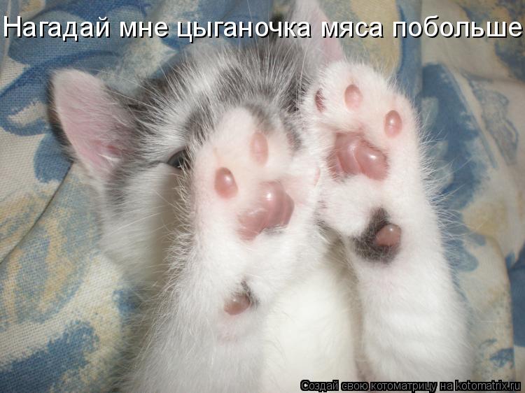 Нагадай мне цыганочка мяса побольше.... Котоматрица: Нагадай мне цыганочка мяса побольше.