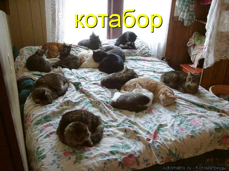 котабор... Котоматрица: котабор