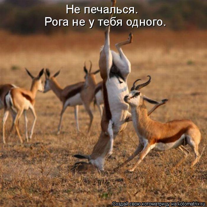 Не печалься. Рога не у тебя одного.... Котоматрица: Не печалься. Рога не у тебя одного.