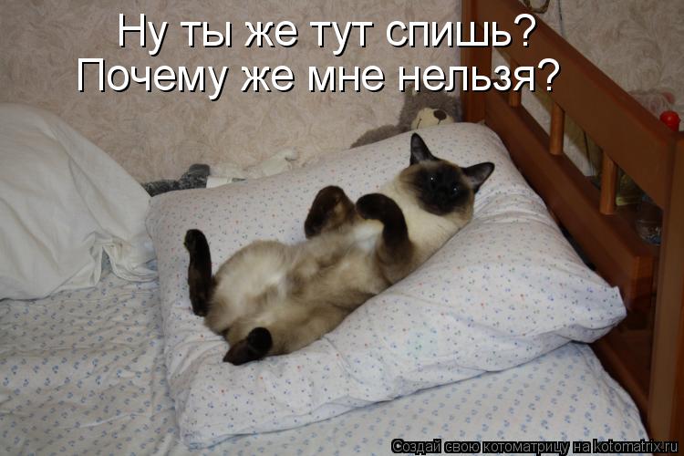 Ну ты же тут спишь? Почему же мне нельзя?... Котоматрица: Ну ты же тут спишь? Почему же мне нельзя?