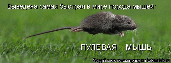 ПУЛЕВАЯ МЫШЬ Выведена самая быстрая в мире порода мышей:... Котоматрица: ПУЛЕВАЯ МЫШЬ Выведена самая быстрая в мире порода мышей: