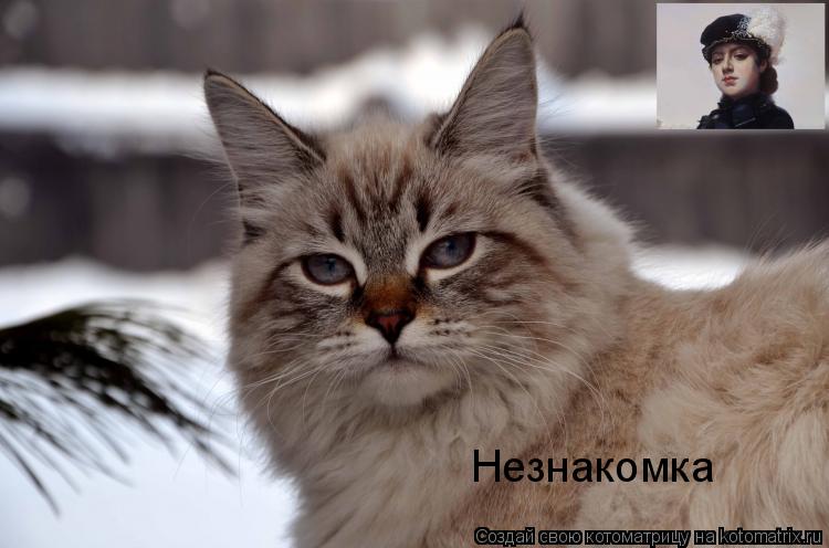 Незнакомка... Котоматрица: Незнакомка