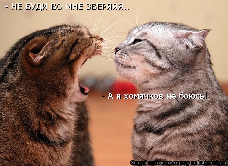 - НЕ БУДИ ВО МНЕ ЗВЕРЯЯЯ.. - А я хомячков не боюсь!... Котоматрица: - НЕ БУДИ ВО МНЕ ЗВЕРЯЯЯ.. - А я хомячков не боюсь!