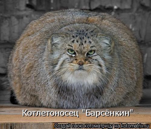 Котлетоносец "Барсёнкин"... Котоматрица: Котлетоносец "Барсёнкин"