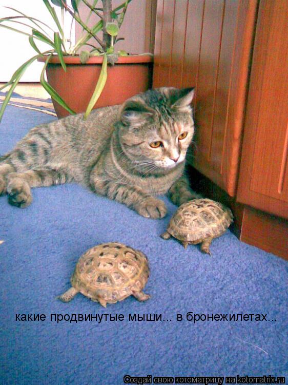какие продвинутые мыши... в бронежилетах...... Котоматрица: какие продвинутые мыши... в бронежилетах...