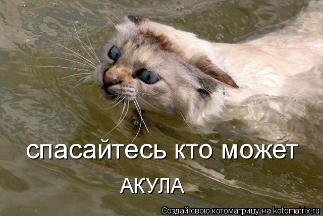 спасайтесь кто может АКУЛА... Котоматрица: спасайтесь кто может АКУЛА