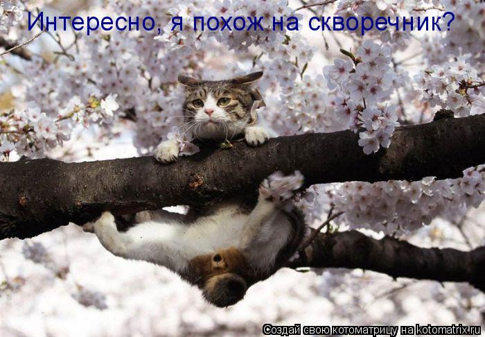 Интересно, я похож на скворечник?... Котоматрица: Интересно, я похож на скворечник?