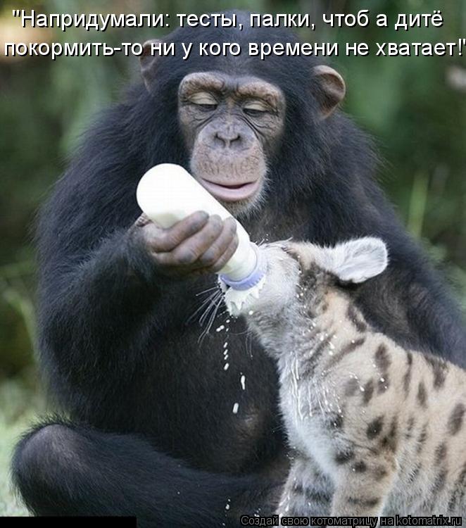 покормить-то ни у кого времени не хватает!" "Напридумали: тесты, палки, чтоб а дитё... Котоматрица: покормить-то ни у кого времени не хватает!" "Напридумали: тесты, палки, чтоб а дитё
